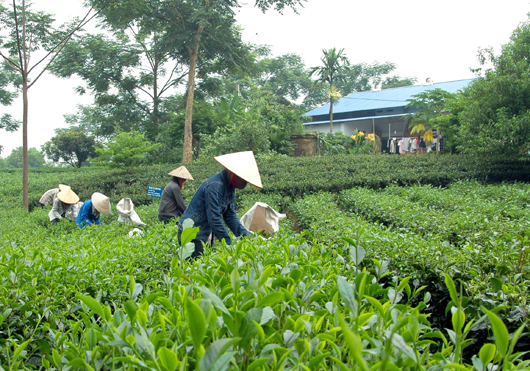 Chè Tân Cương - tự hào một vùng đất